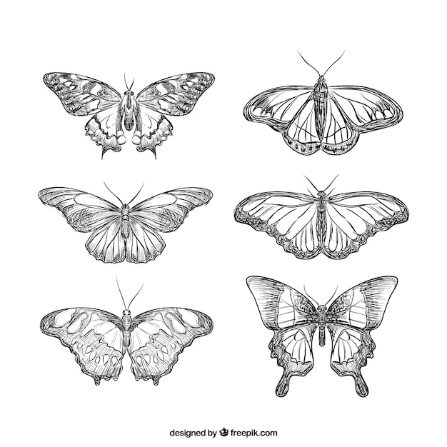 Kostenloser Vektor realistische sammlung von handgezeichneten schmetterlinge