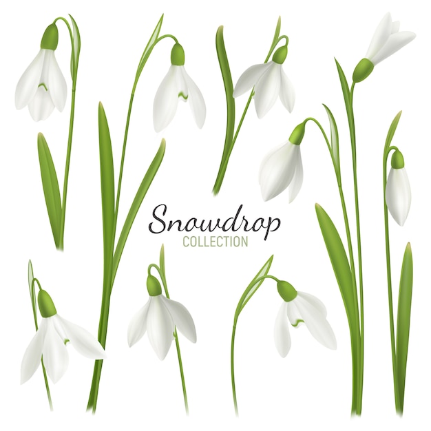 Realistische Schneeglöckchenblume stellte mit editable Text und Bildern von Februar-Messemädchen auf leerer Hintergrundillustration ein