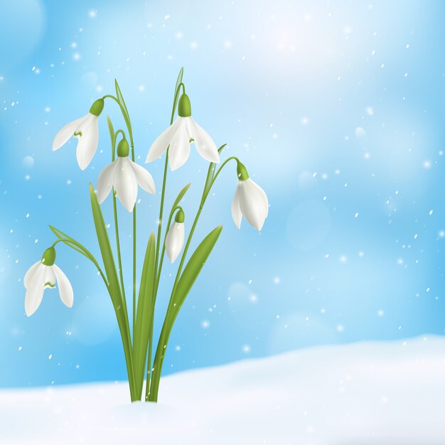 Realistische Schneeglöckchenblumen-Schneezusammensetzung mit dem Blumenstrauß gewachsen durch Schneeoberfläche mit Schneeflockenhimmelillustration