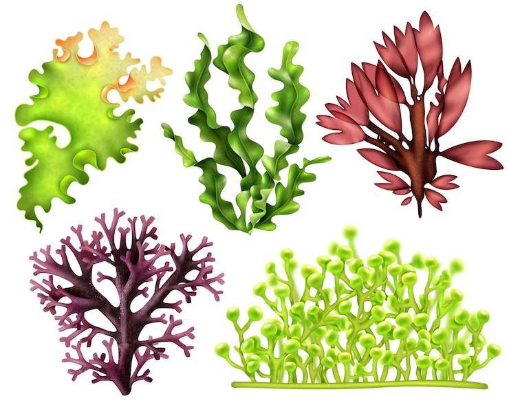 Kostenlose Vektor realistische sea weeds food set