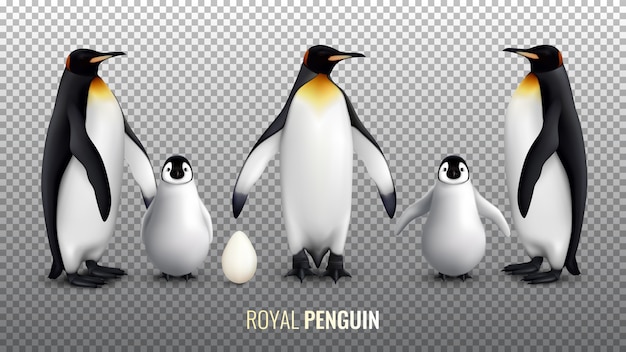 Realistischer Satz des königlichen Pinguins mit mit Eierküken und erwachsenen Vögeln auf transparentem