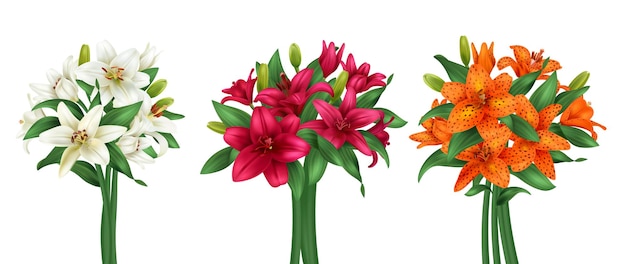 Kostenloser Vektor realistisches lilienblumenstraußset mit mehrfarbigen blumen isolierte vektorillustration