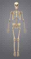 Kostenloser Vektor realistisches menschliches skelett