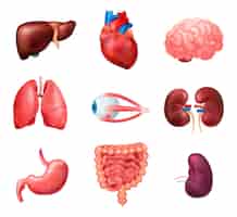 Kostenloser Vektor realistisches symbol für die anatomie der inneren organe des menschen mit lunge, herz, leber, nieren, gehirn, augen, milz, darm, vektorgrafik