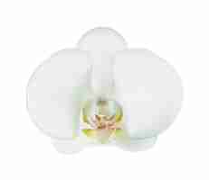 Kostenloser Vektor realistisches vektorsymbol weiße orchideenblume isoliert auf weißem hintergrund