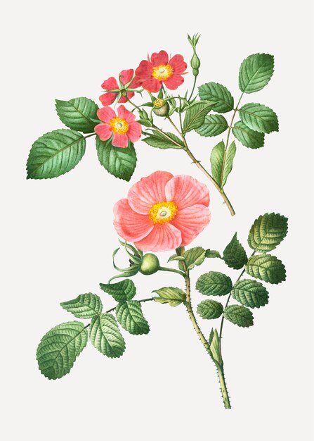 Redleaf Rose und Japaner Rose