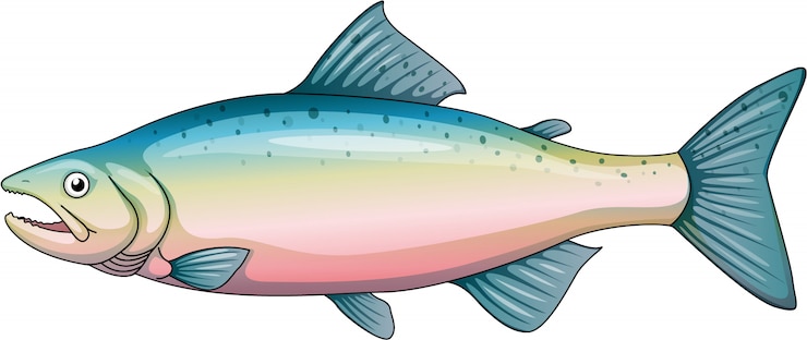 Kostenlose Vektor regenbogenforelle