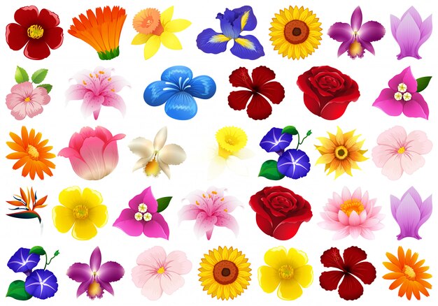 Reihe von verschiedenen Blumen