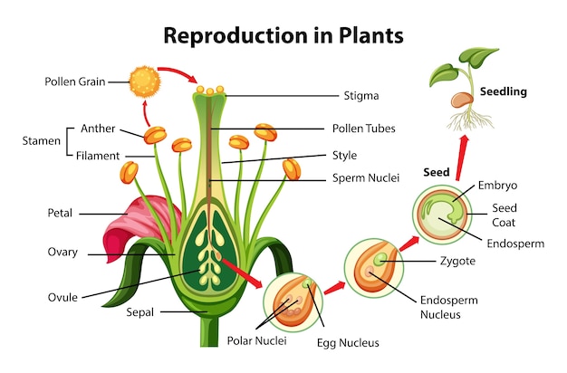 Kostenloser Vektor reproduktion im pflanzendiagramm