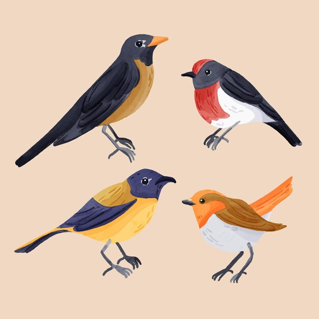 Robin-Pack im Aquarell-Stil