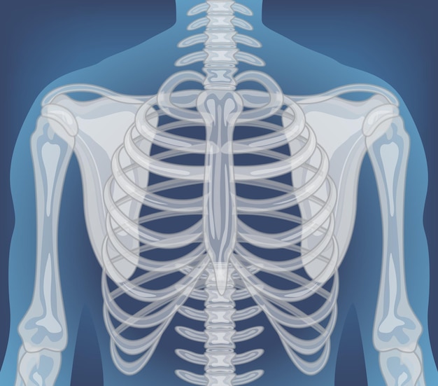 Kostenloser Vektor röntgenaufnahme des menschlichen körpers mit inneren organen