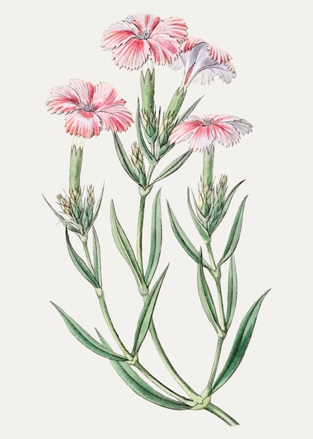 Rosa Dianthus