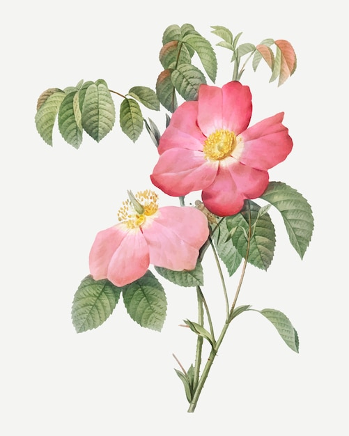 Rosa französische Rose