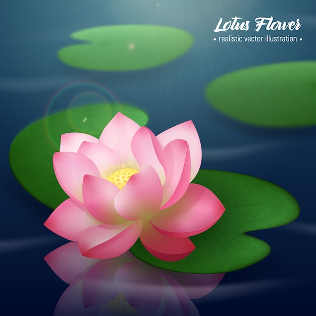 Rosa lotosblume mit zwei breiten scheiben formte die blätter, die auf realistische illustration des wassers schwimmen