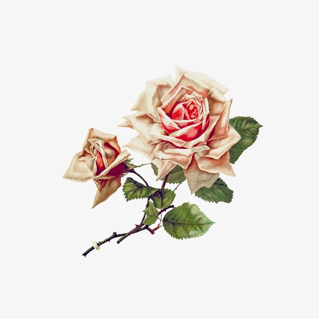 Rose Blumenzeichnung