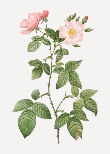 Rotblüte stieg in Blüte