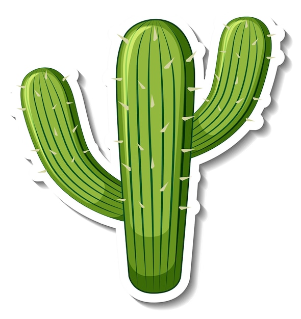 Saguaro-Kaktuspflanze auf weißem Hintergrund
