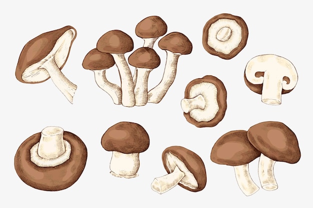 Kostenloser Vektor sammlung frischer bio-pilze