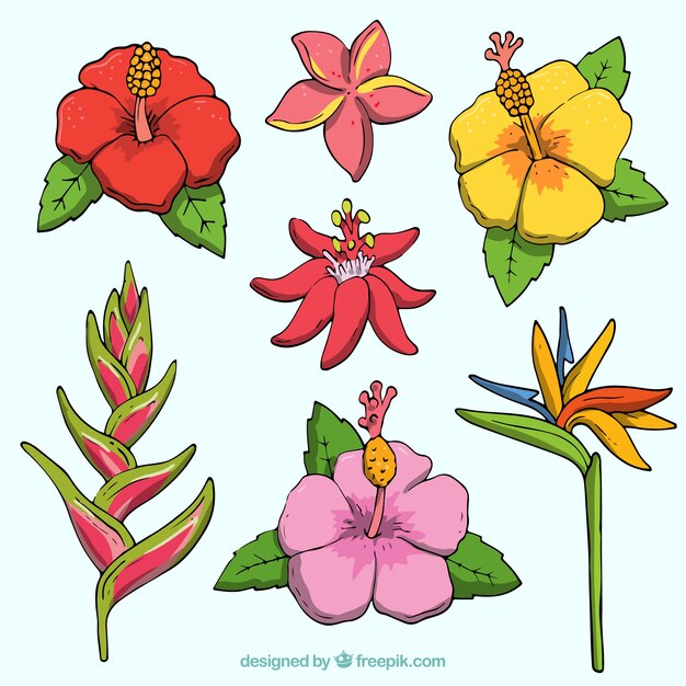 Sammlung Hand gezeichnete tropische Blumen