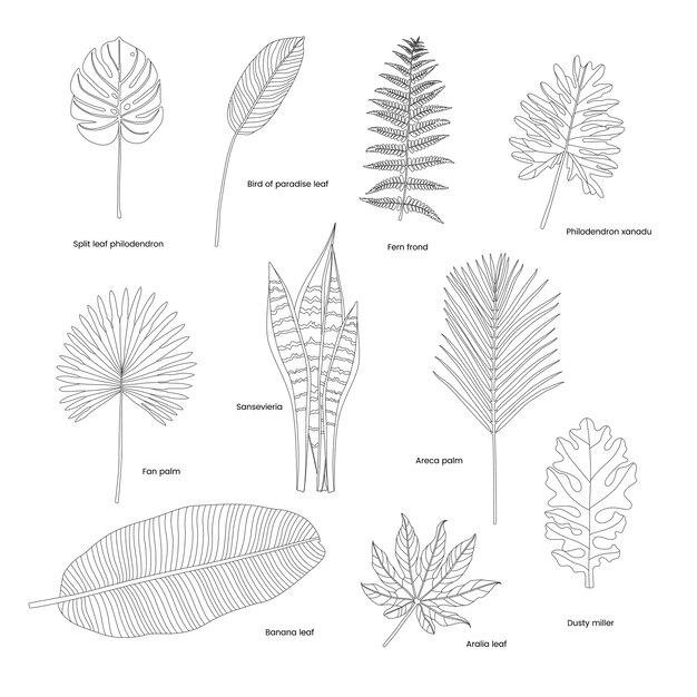 Sammlung illustrierte tropische Blätter