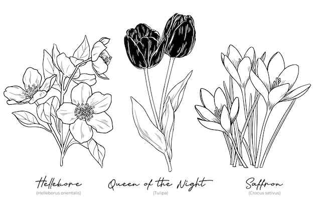 Kostenloser Vektor sammlung von handgezeichneten winterblumen