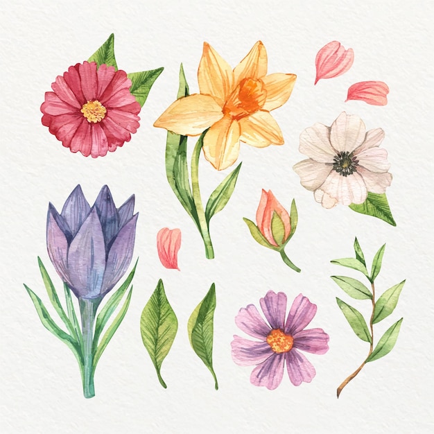 Sammlung von isolierten Aquarellfrühlingsblumen