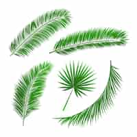 Kostenloser Vektor sammlung von palme blätter isoliert vektor-illustration
