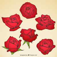 Kostenloser Vektor sammlung von roten rosen mit verschiedenen designs