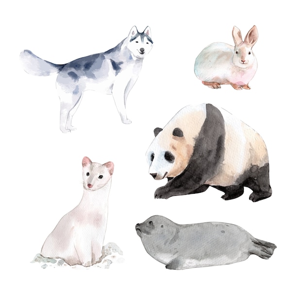 Satz aquarelldesignkaninchen, panda, hermelinillustration von.