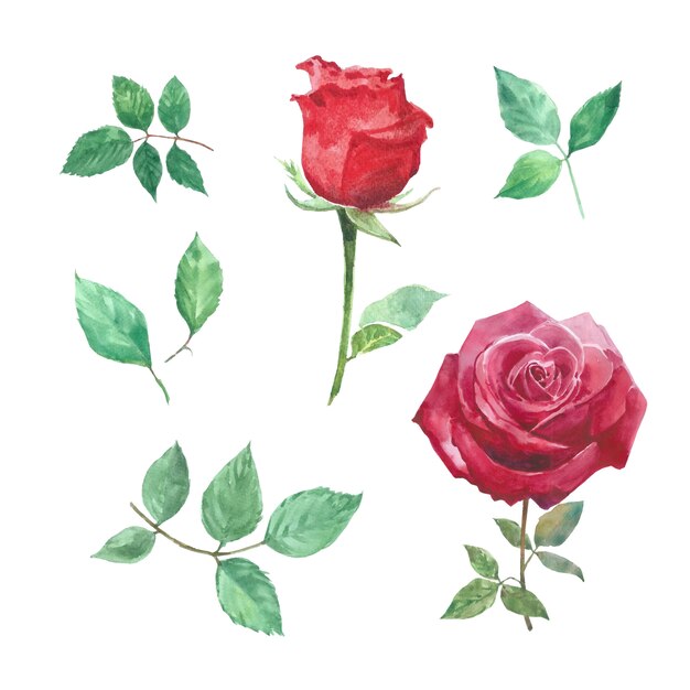 Satz Aquarellrose, von Hand gezeichnete Illustration von Elementen lokalisierte Weiß.