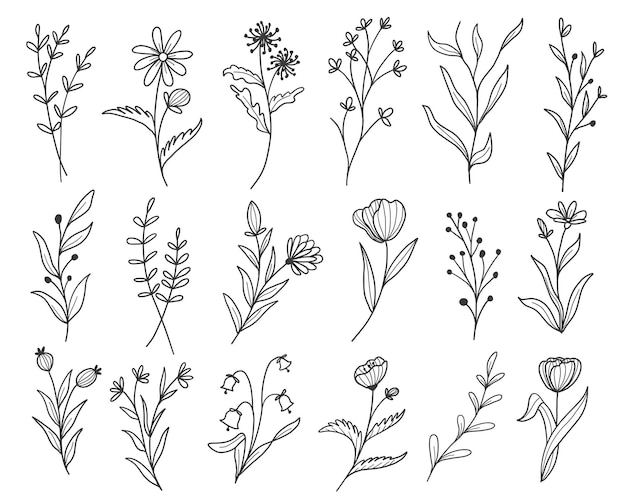 Satz botanische blattgekritzel-wildblumen-linienkunst