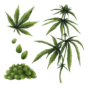 Satz botanische cannabisblätter