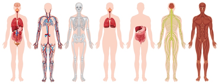 Kostenlose Vektor satz des menschlichen körpers und der anatomie