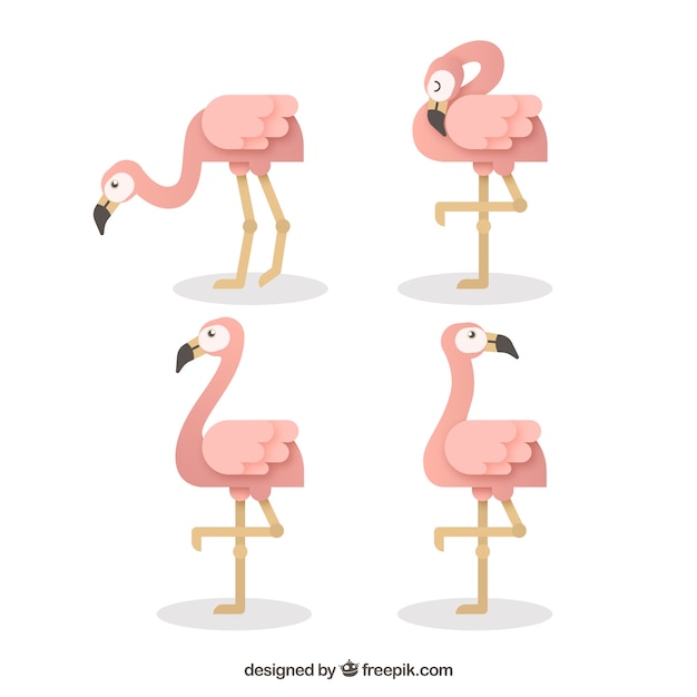 Satz flamingos mit verschiedenen lagen