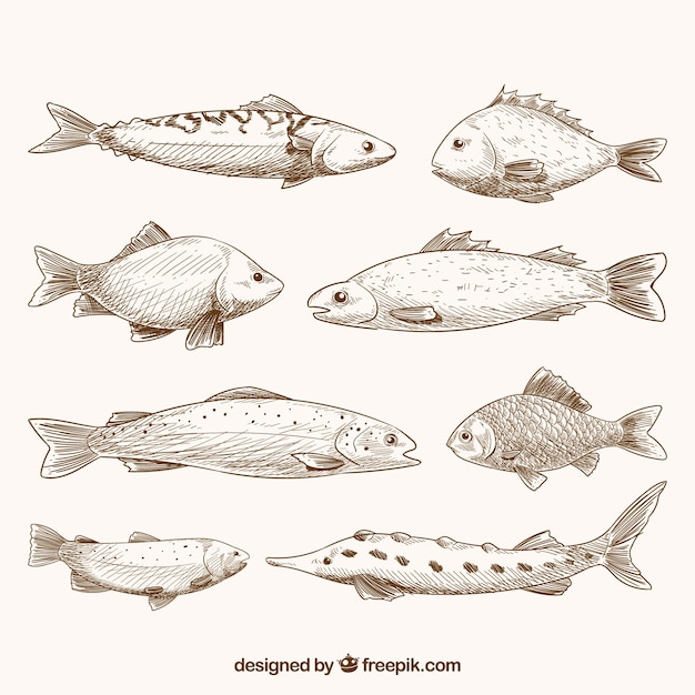 Satz gezeichnete Art der Fische in der Hand