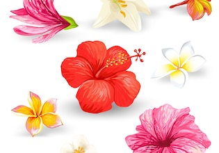 hawaii illustrationen