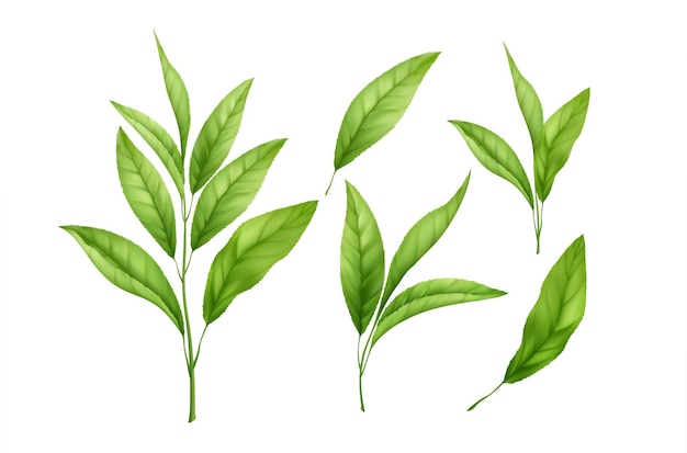 Satz realistische grüne Teeblätter und Sprossen lokalisiert auf weißem Hintergrund. Zweig grüner Tee, Teeblatt. Vektor-Illustration
