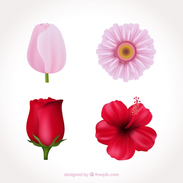 Satz rosa Blumen in der realistischen Art