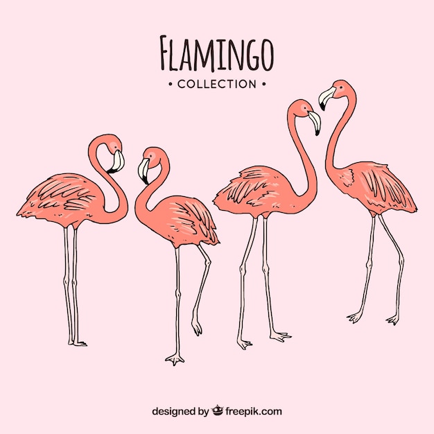 Satz rosa flamingos mit verschiedenen lagen