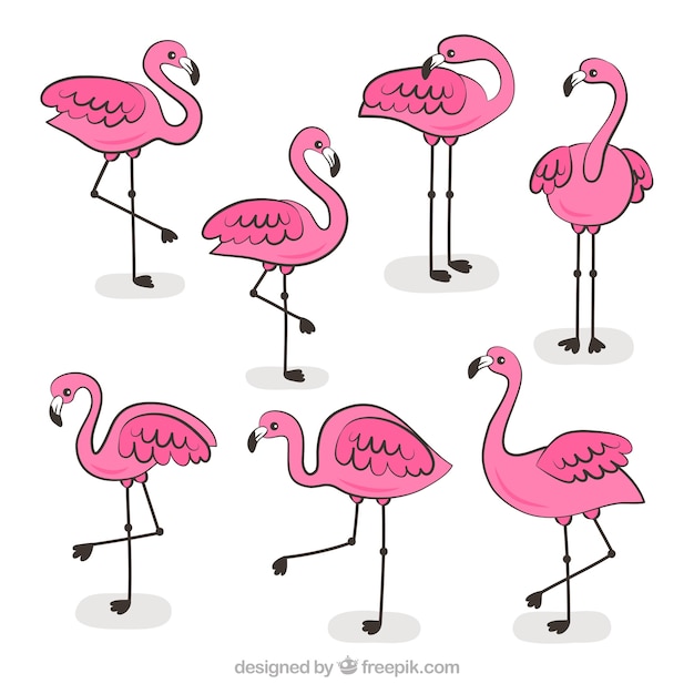 Satz rosa flamingos mit verschiedenen lagen