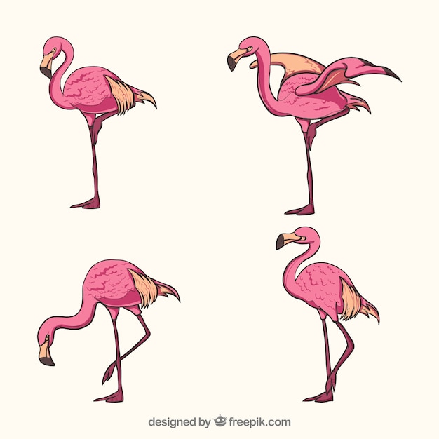 Kostenloser Vektor satz rosa flamingos mit verschiedenen lagen