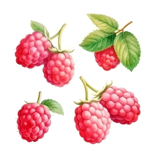 Kostenloser Vektor satz von aquarell-isolierten himbeeren mit blättern clipart weißem hintergrund