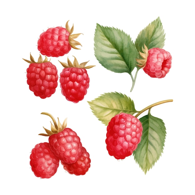 Kostenloser Vektor satz von aquarell-isolierten himbeeren mit blättern clipart weißem hintergrund