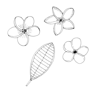 Satz von plumeria frangipani-blumen, vektorillustration, handzeichnung, skizze