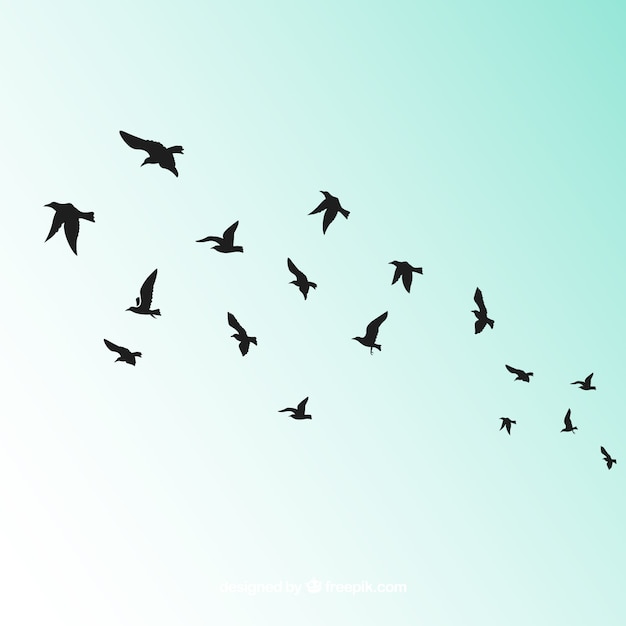 Bilder Vogel Fliegen Gratis Vektoren Fotos Und Psds