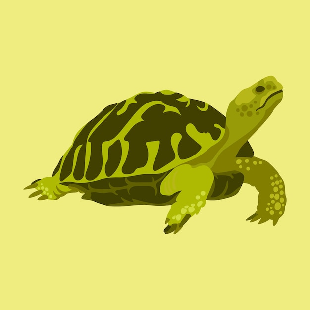 Schildkrötenillustration des flachen Designs
