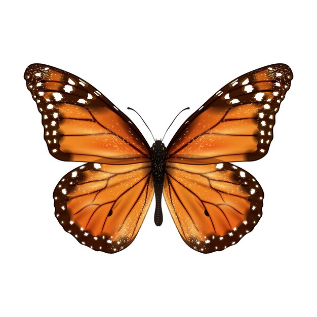 Schmetterling realistisch isoliert