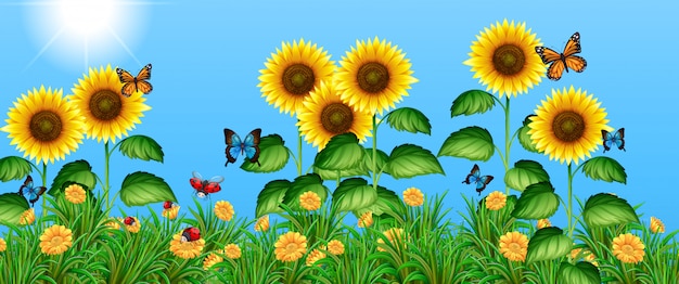 Schmetterlinge, die in das Sonnenblumenfeld fliegen
