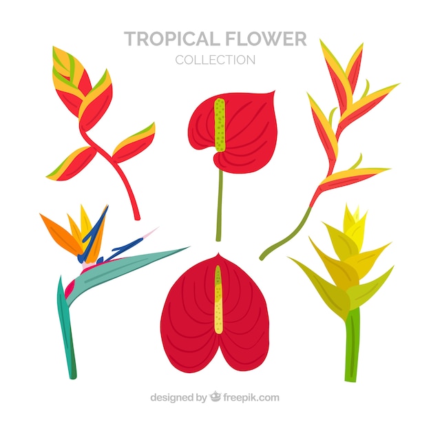 Kostenloser Vektor schöne tropische blumen eingestellt