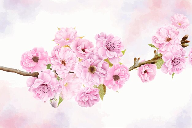 schönes aquarellkirschblütenhintergrunddesign